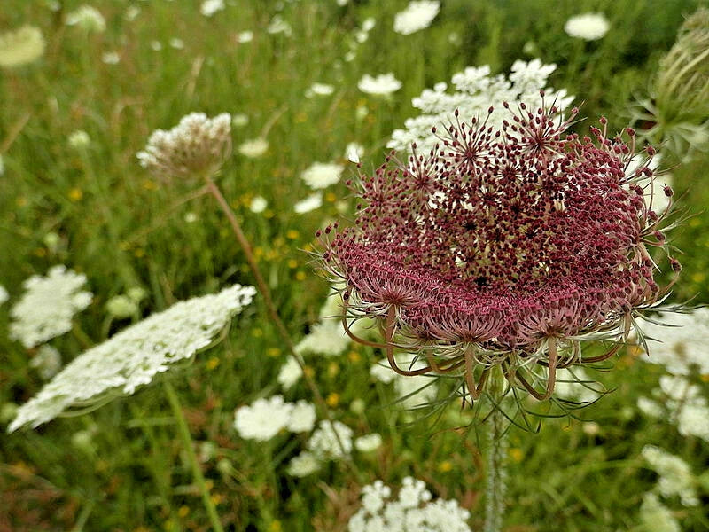 QUEEN ANNS LACE SEEDS DAUCUS CAROTA WILD CARROT WILDFLOWER HARDY BULK – Heirloom, Non-GMO, High Germination Organic Garden Seeds