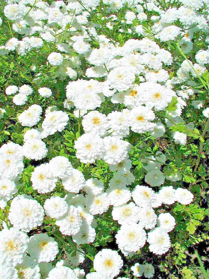 FEVERFEW SNOWBALL SEEDS TANACETUM PARTHENIUM FLORO PLENO heirloom non-GMO seeds