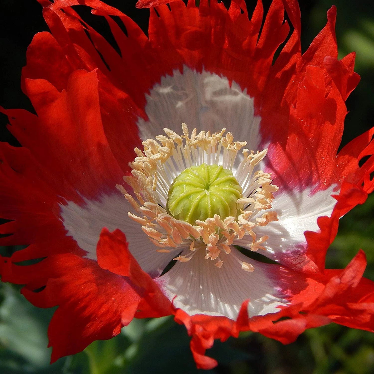 Poppy Seeds For Planting Danish Flag Papaever Somniferum – Heirloom, Non-GMO, High Germination Organic Garden Seeds