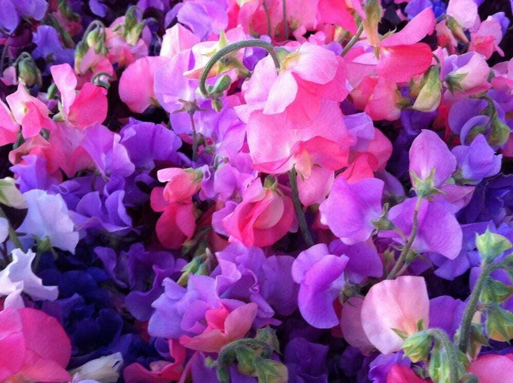 Sweet Pea Royal Mix Ct Flower Annual Aroma SHIPPING MIXED COLORS heirloom non-GMO seeds