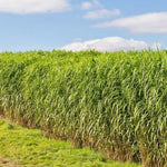 SWITCH GRASS Seeds Native Prairie Tall Grass Clumping Ornamental Perennial heirloom non-gmo seeds