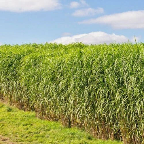 SWITCH GRASS Seeds Native Prairie Tall Grass Clumping Ornamental Perennial heirloom non-gmo seeds