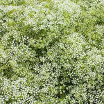 Baby s Breath PERENNIAL Classic Cut Flowers Pollinators Seeds heirloom non-GMO seeds