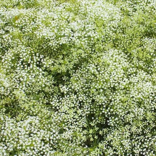 Baby s Breath PERENNIAL Classic Cut Flowers Pollinators Seeds heirloom non-GMO seeds