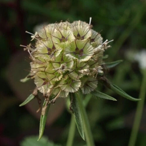 SCABIOSA DRUMSTICK PINCUSHION DEER RESISTANT FLOWER SEEDS – Heirloom, Non-GMO, High Germination Organic Garden Seeds