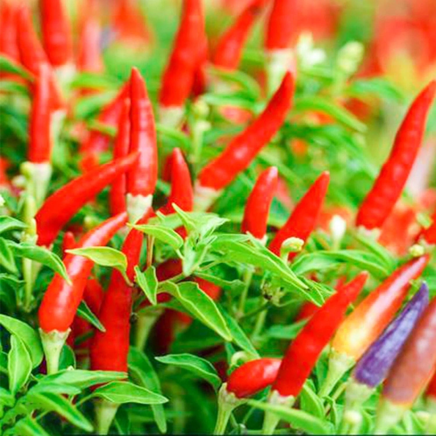 THAI HOT PEPPER Bird CHILI SEEDS VERY Capsicum frutescens – Heirloom, Non-GMO, High Germination Organic Garden Seeds