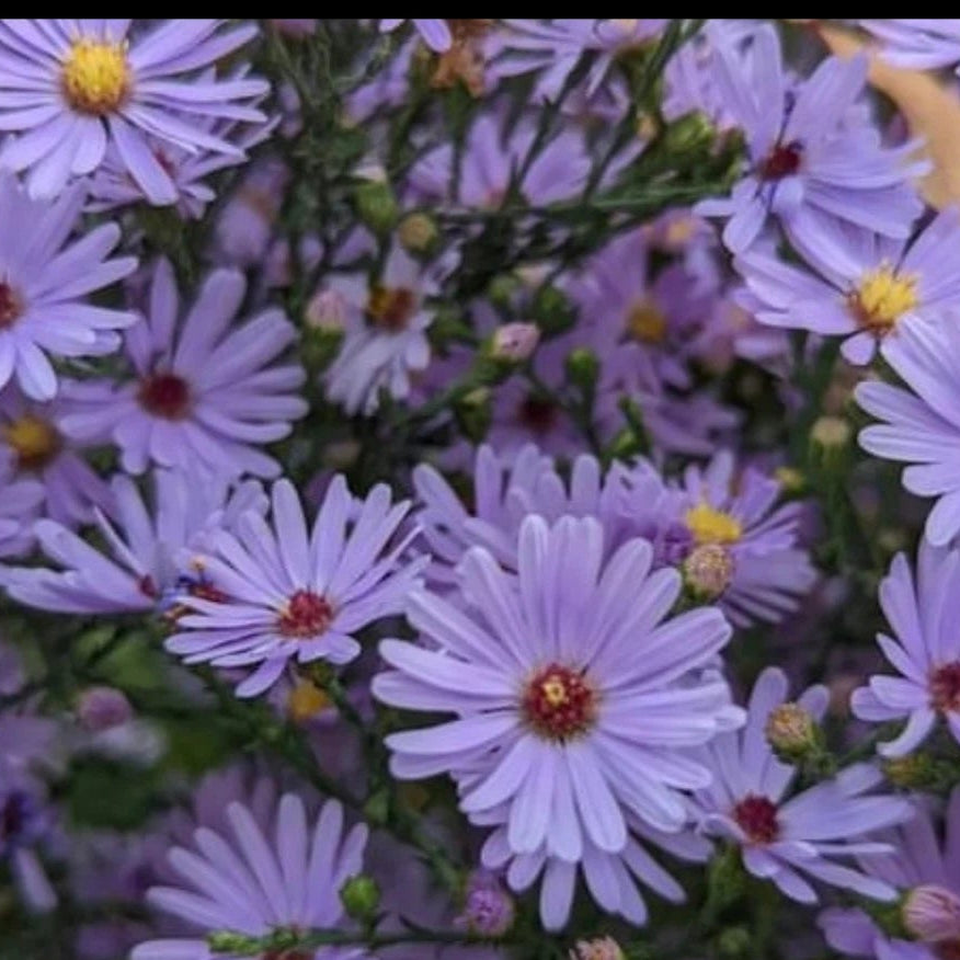 Smooth Blue Aster Seeds Perennial Native Wildflower Gardening Various Wildflower Species heirloom non-gmo seeds