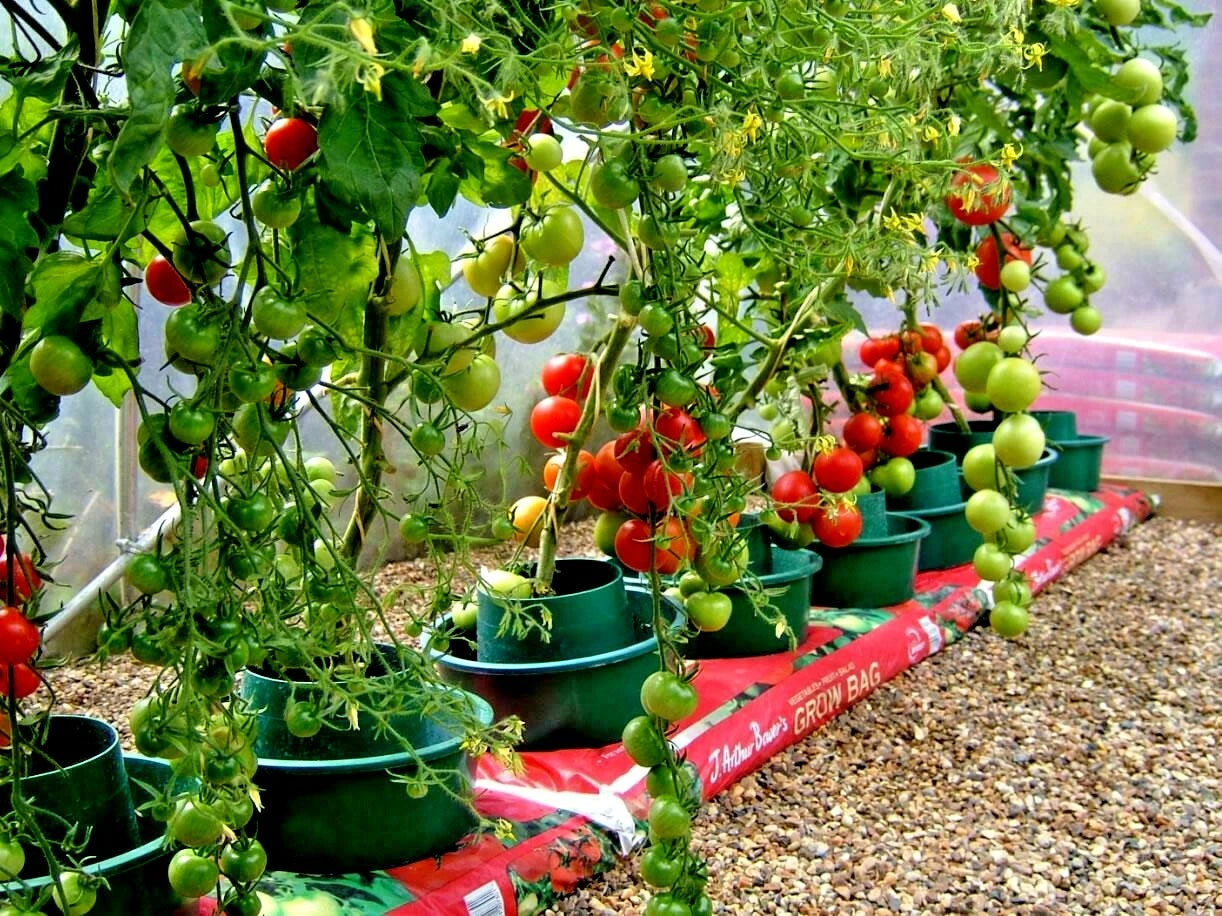 Bradley BUSH TOMATO Seeds Compact Tall Vegetable Garden Container – Heirloom, Non-GMO, High Germination Organic Garden Seeds