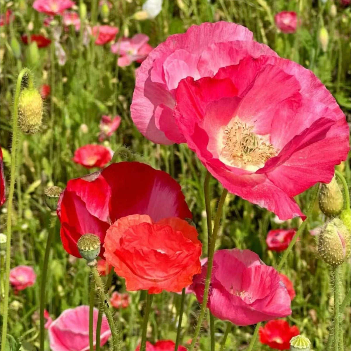 Pink & White Shirley Poppy Seeds Papaver rhoeas Garden Flower Zones – Heirloom, Non-GMO, High Germination Organic Garden Seeds