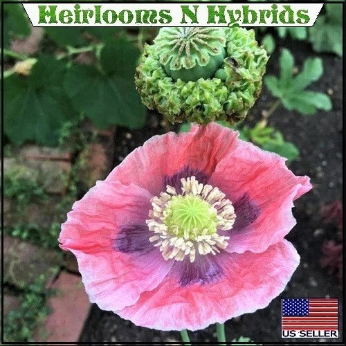 Hens and Chicks Papaever Somniferum Poppy Seeds For Planting – Heirloom, Non-GMO, High Germination Organic Garden Seeds