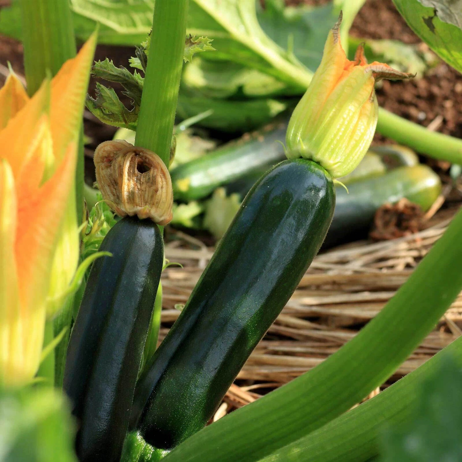 Black Beauty Zucchini Seeds Bush Dark Green Courgette Summer Squash – Heirloom, Non-GMO, High Germination Organic Garden Seeds