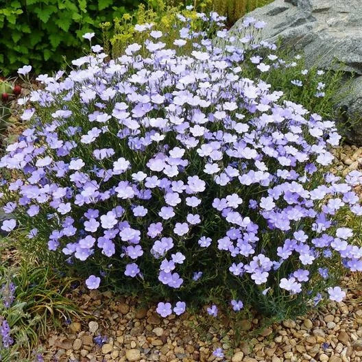 BLUE FLAX PERENNIAL Linum lewisii American Native Wildflower Seeds – Heirloom, Non-GMO, High Germination Organic Garden Seeds