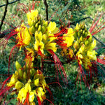MEXICAN DESERT YELLOW BIRD OF PARADISE SHRUB FLOWER TREE SEEDS C Gilliesii heirloom non-GMO seeds