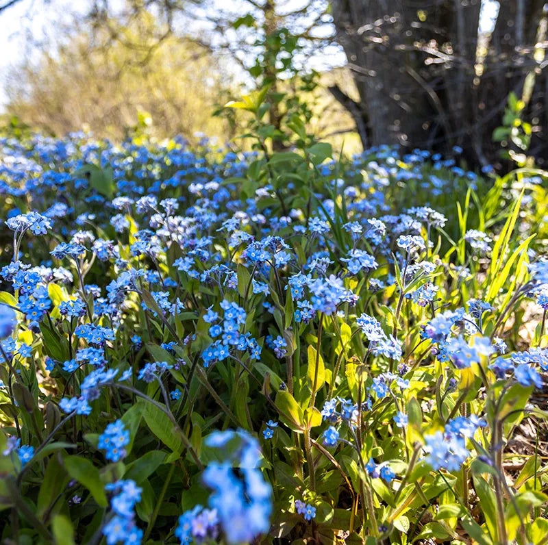 Forget Me Not Seeds - Early Bloom - Perennial – Heirloom, Non-GMO, High Germination Organic Garden Seeds