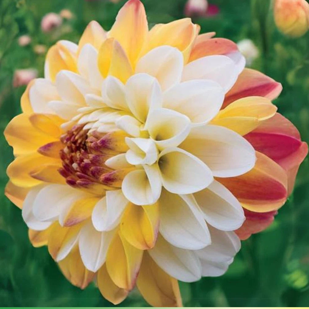 -Decorative Double Jill Perennial Dahlia Seeds D084 heirloom non-gmo seeds