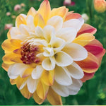 -Decorative Double Jill Perennial Dahlia Seeds D084 heirloom non-gmo seeds