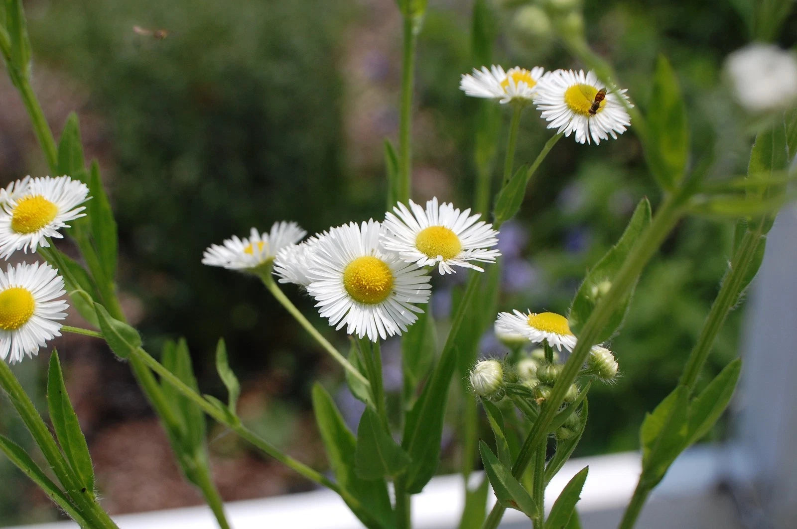 TSP ANNUAL FLEABANE DAISY SEEDS Erigeron annuus NATIVE US Bellis perennis heirloom non-GMO seeds