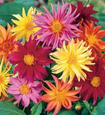 Cactus Mix Dahlia Seeds Flower Perennial Flowers Seeds Flowering US heirloom non-gmo seeds