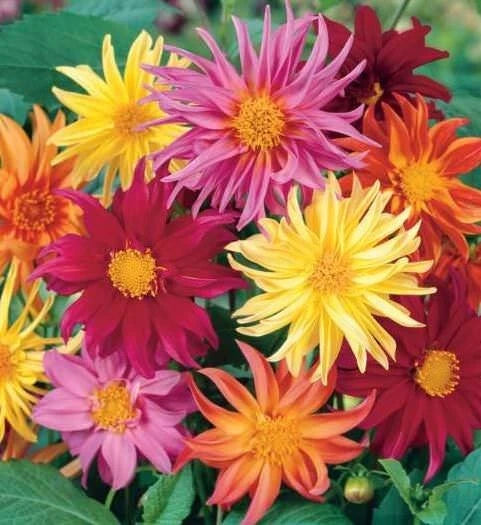 Cactus Mix Dahlia Seeds Flower Perennial Flowers Seeds Flowering US heirloom non-gmo seeds
