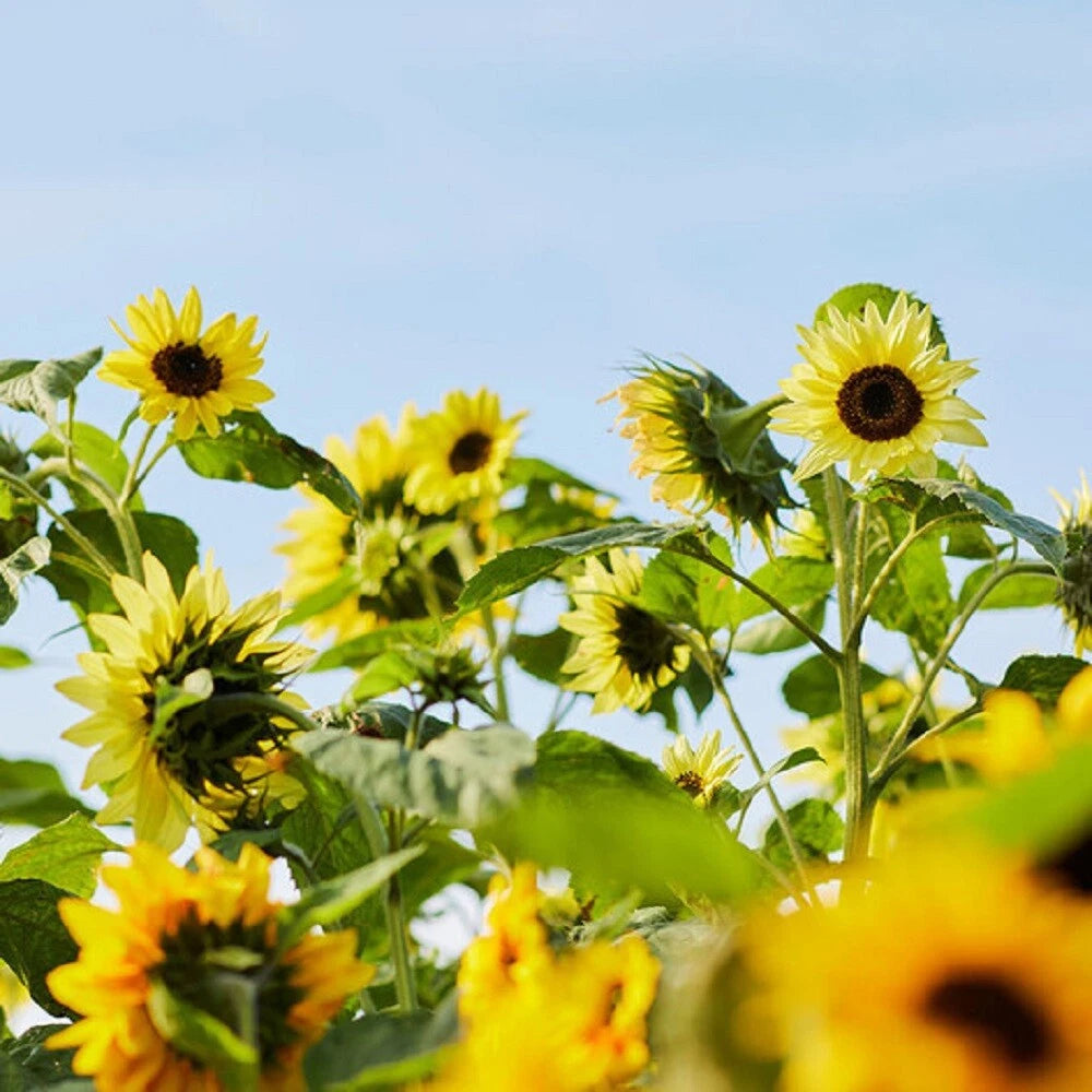 Sunflower Seeds - Vibrant Lemon Queen Attracts Pollinators Shipping Helianthus annuus heirloom non-gmo seeds