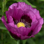 Lauren s Grape Papavaer Somniferum Poppy Seeds Papaver sp. heirloom non-gmo seeds
