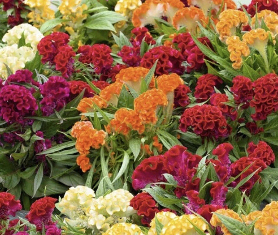 Celosia CRISTATA Mixed Cockscomb Buy2 Get heirloom non-GMO seeds