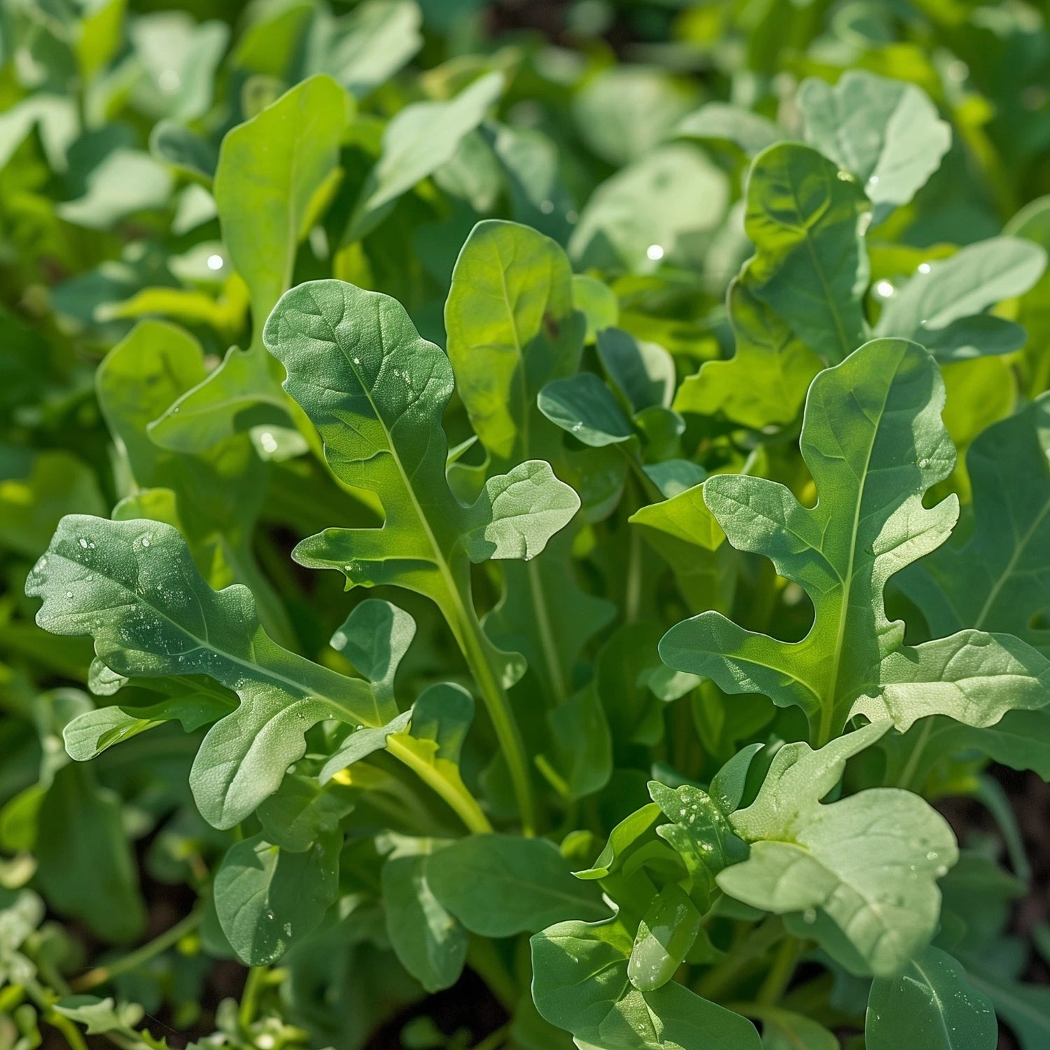 Arugula Roquette Seeds Salad Greens Edible Shipping – Heirloom, Non-GMO