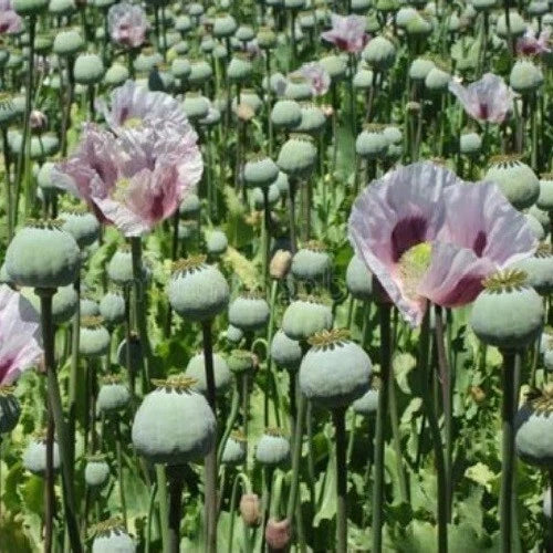 Untreated Tasmanian Papever Somniferum Poppy Seeds for Planting Papaver sp. heirloom non-GMO seeds