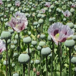 Untreated Tasmanian Papever Somniferum Poppy Seeds for Planting Papaver sp. heirloom non-GMO seeds