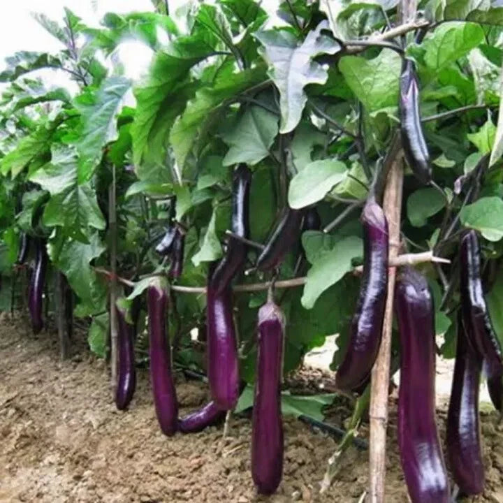 SEEDS LONG PURPLE EGGPLANT ICHIBAN JAPANESE EGGPLANT heirloom non-GMO seeds