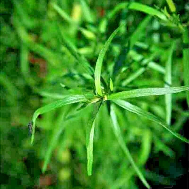 TARRAGON SEEDS SPRING PERENNIAL HERB FLOWER GARDEN ANISE Seeds – Heirloom, Non-GMO, High Germination Organic Garden Seeds