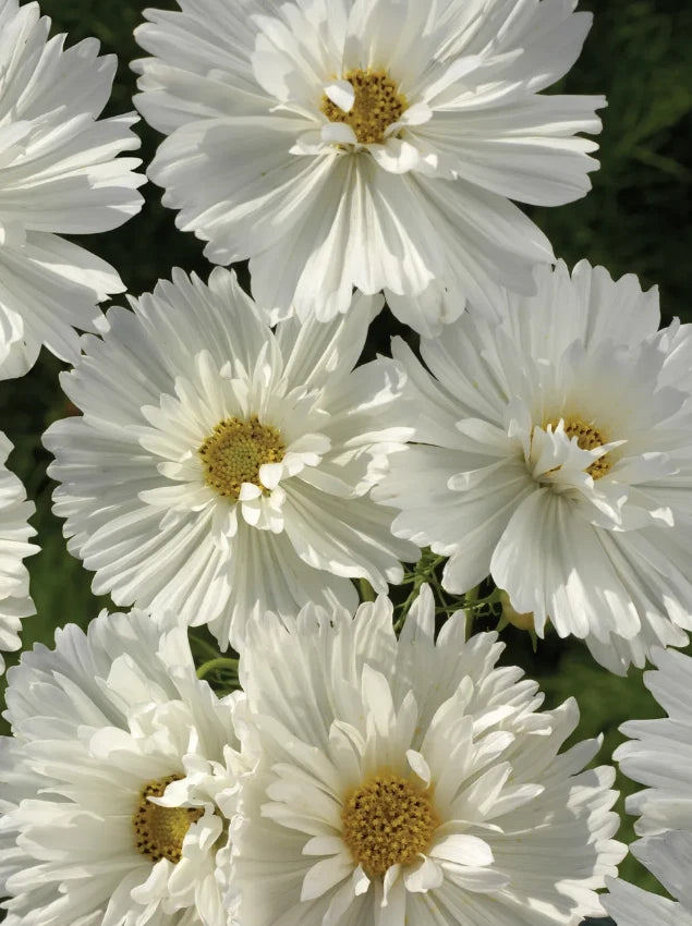 Cosmos PSYCHE WHITE Unique White Blossoms Butterflies Bees Seeds heirloom non-GMO seeds