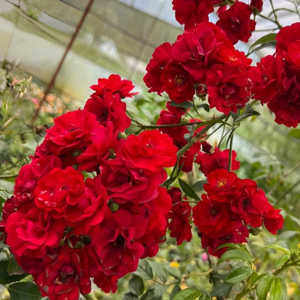 Red Fairy Perennial Rose Seeds – Heirloom, Non-GMO, High Germination Organic Garden Seeds