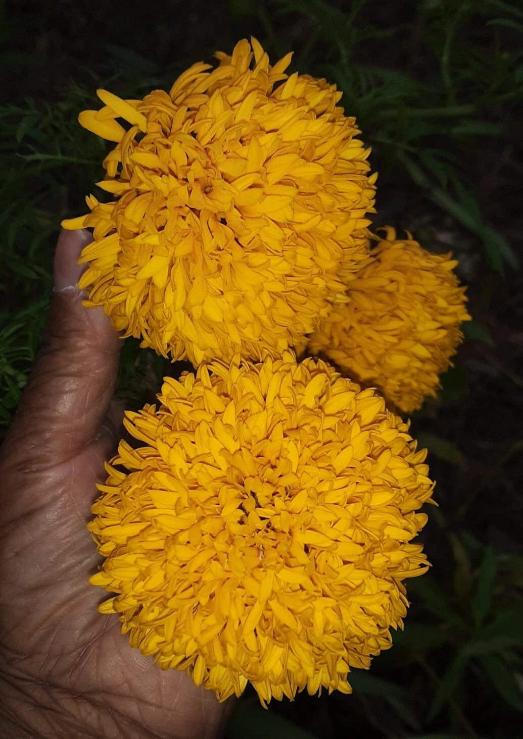 Rare PomPom type Large Golden Yellow African Marigold Seeds US grown – Heirloom, Non-GMO