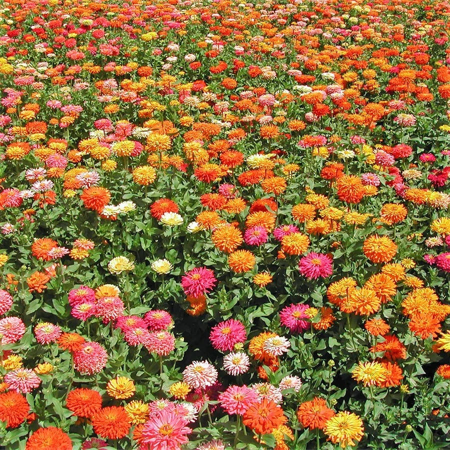 Cactus Mix Zinnia Seeds Giant Cut Come Again Rainbow Dahlia Flower Seed – Heirloom, Non-GMO, High Germination Organic Garden Seeds