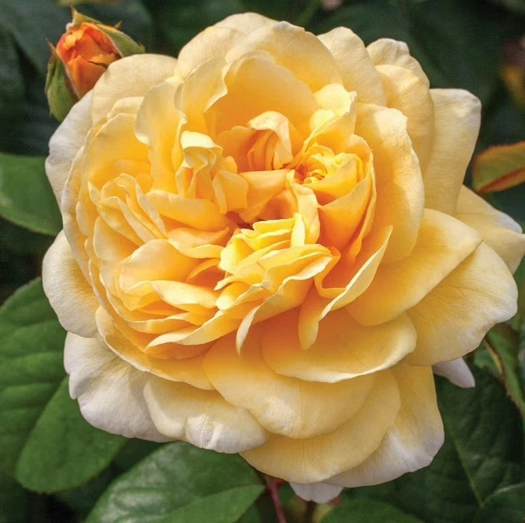 Light Yellow Hybrid Tea Seeds - Seeds - Rose Flower Gardening heirloom non-GMO seeds
