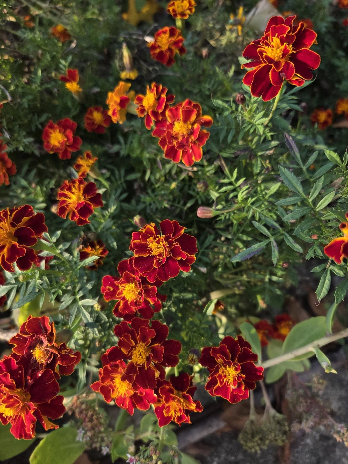 Beautiful Marigold Seeds Bicolor Orange Yellow & Red heirloom non-gmo seeds