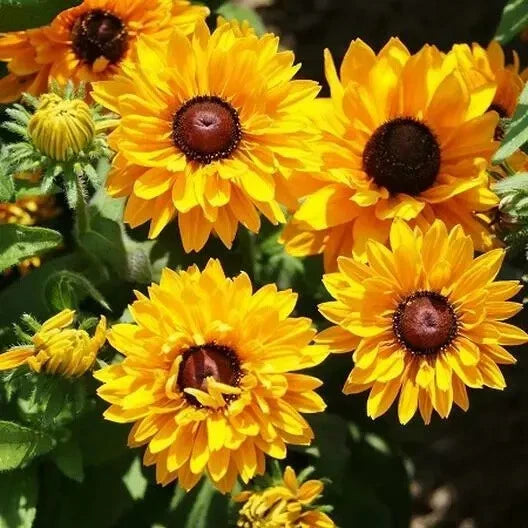 Black Eyed Susan Goldilocks Seeds Rudbeckia Double Blooms Rare US heirloom non-gmo seeds