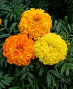 African Marigold Seeds - Crackerjack Seeds Open Pollinated heirloom non-gmo seeds