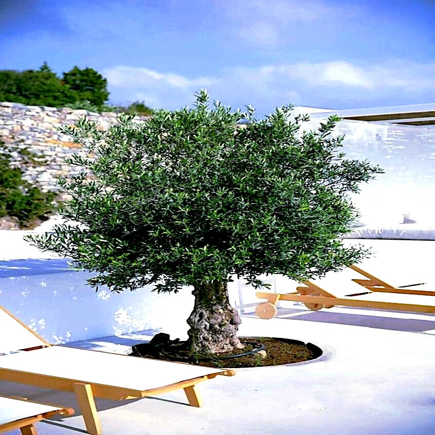 CANINO OLIVE TREE SEEDS Olea europaea European Common Edible Fruit Plant – Heirloom, Non-GMO, High Germination Organic Garden Seeds