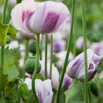 Tasmanian Poppy Flower Seeds for Planting Untreated Papaver sp. heirloom non-gmo seeds