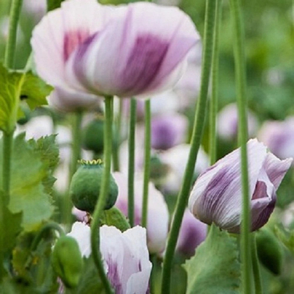 Tasmanian Poppy Flower Seeds for Planting Untreated Papaver sp. heirloom non-gmo seeds