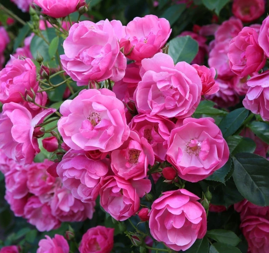 Angela Rose Seeds - Seeds - Rose Flower Gardening heirloom non-GMO seeds