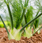 Fennel FLORENCE Herb Perennial Swallowtail Butterfly Host Plant Seeds Foeniculum vulgare heirloom non-GMO seeds
