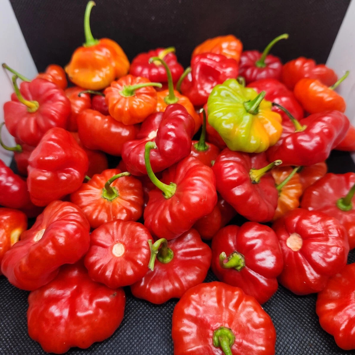 Puerto Rico Sofrito Seeds – High-Quality Non-GMO Heirloom Seeds for Planting & Hydroponic Gardens