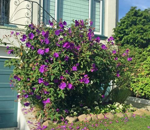 Tibouchina urvilleana Glory Bush Princess Flower Seeds – Heirloom, Non-GMO, High Germination Organic Garden Seeds