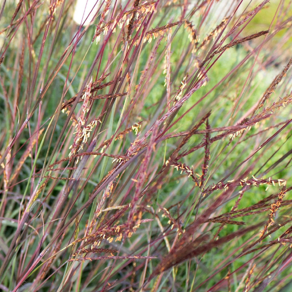 Big Bluestem Seeds Andropogon gerardii Beardgrass Native Prairie Grass heirloom non-gmo seeds