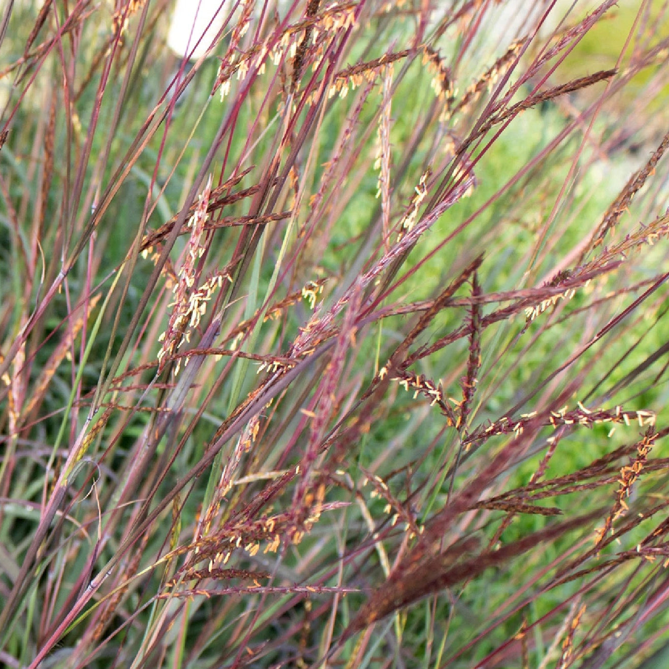 Big Bluestem Seeds Andropogon gerardii Beardgrass Native Prairie Grass heirloom non-gmo seeds