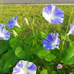 Seeds Flying Saucers Morning Glory F017 heirloom non-GMO seeds