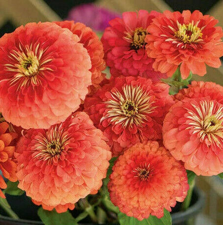 Coral Beauty Zinnia Seeds Garden Flower Pink Salmon Rose Color Seed – Heirloom, Non-GMO, High Germination Organic Garden Seeds